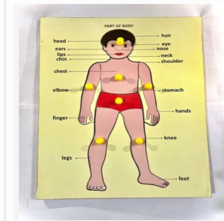 Wooden Body Parts Puzzle