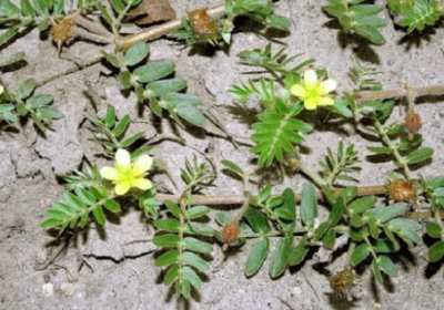 Screenshot-2025-06-10-181252