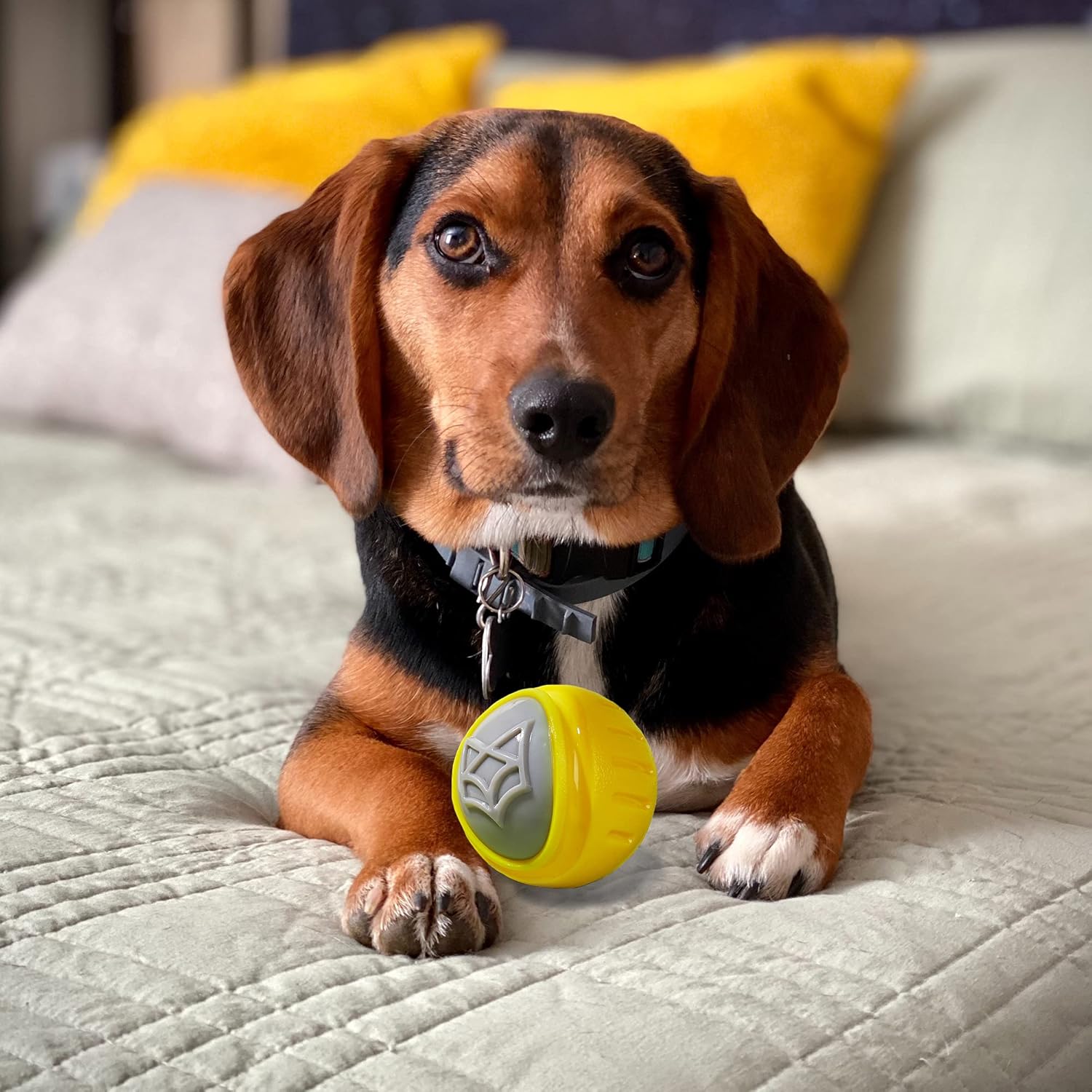 Flexy Ball Ultra Bounce Loud Squeaky Dog