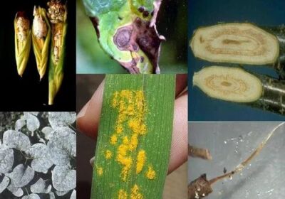 Pathogenic-Analysis-Service