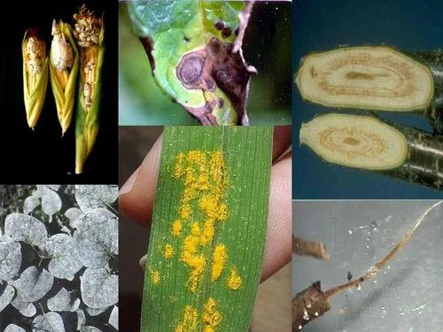 Pathogenic Analysis Service