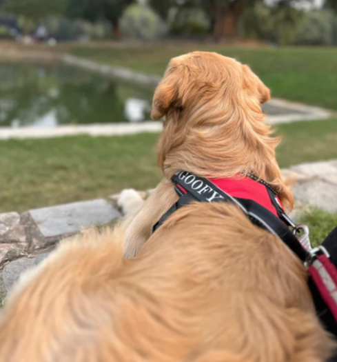 ThunderFit Classic Black Mono Tone Harness