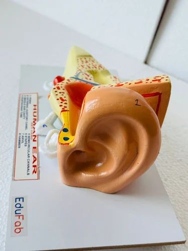 HUMAN EAR LARGE BILOLOGY LAB MODEL