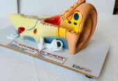 HUMAN EAR LARGE BILOLOGY LAB MODEL