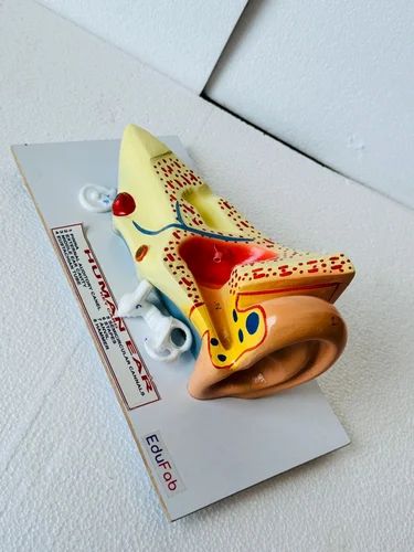HUMAN EAR LARGE BILOLOGY LAB MODEL