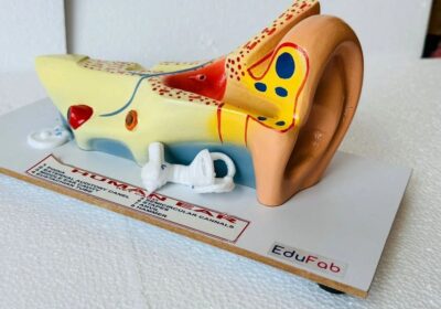HUMAN-EAR-LARGE-BILOLOGY-LAB-MODEL