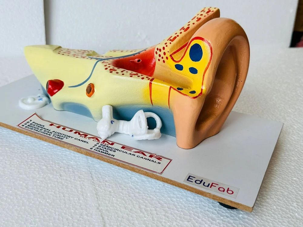 HUMAN EAR LARGE BILOLOGY LAB MODEL