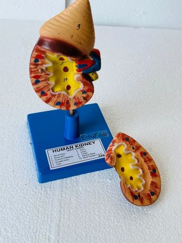 HUMAN KIDNEY LARGE ON STAND