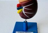 HUMAN KIDNEY LARGE ON STAND