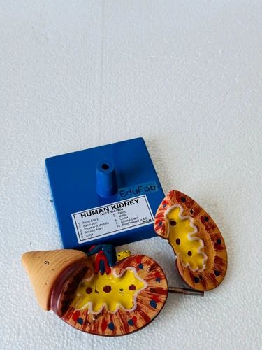 HUMAN KIDNEY LARGE ON STAND