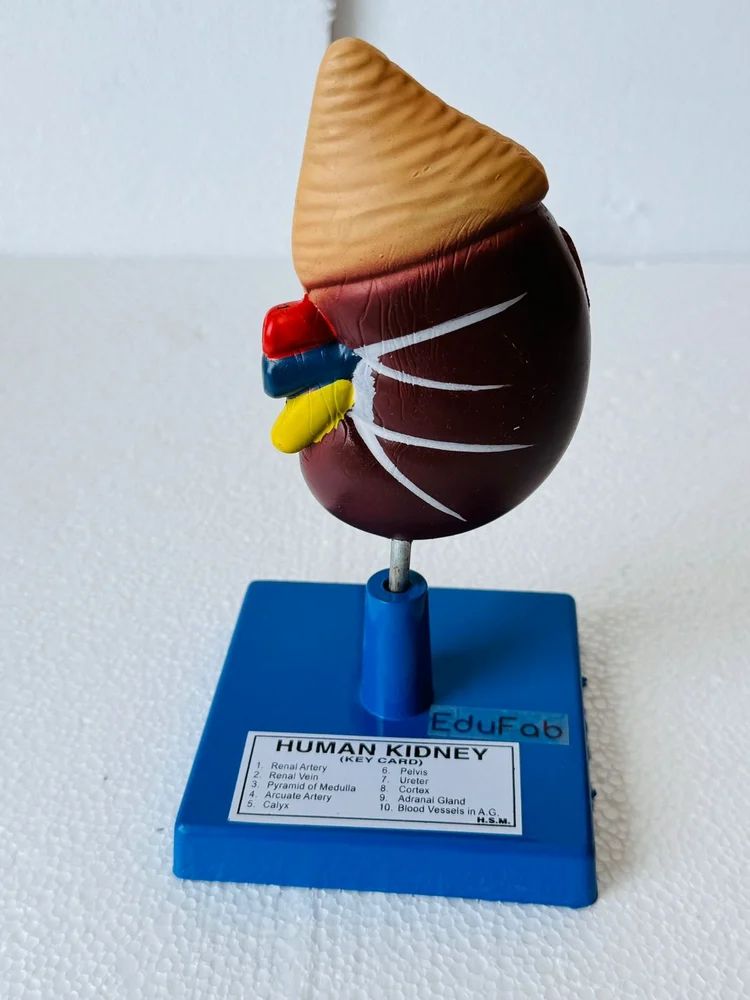 HUMAN KIDNEY LARGE ON STAND