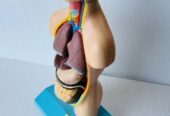 HUMAN TORSO MALE SMALL SIZE ANATOMICAL MODELS