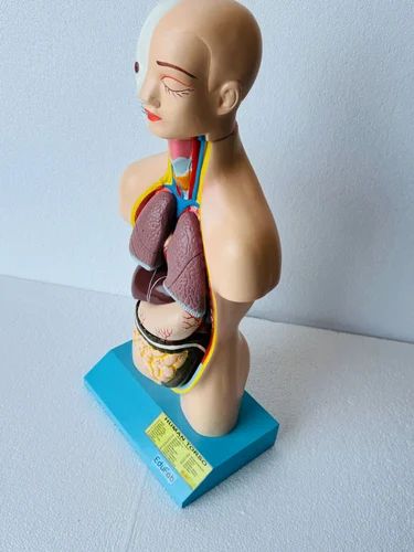 HUMAN TORSO MALE SMALL SIZE ANATOMICAL MODELS