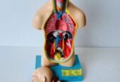 HUMAN TORSO MALE SMALL SIZE ANATOMICAL MODELS