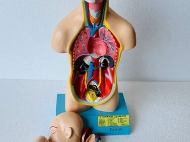 HUMAN-TORSO-MALE-SMALL-SIZE-ANATOMICAL-MODELS-2