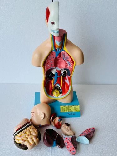 HUMAN TORSO MALE SMALL SIZE ANATOMICAL MODELS