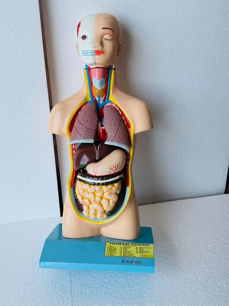 HUMAN TORSO MALE SMALL SIZE ANATOMICAL MODELS