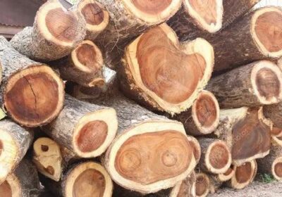 East-Indian-Walnut-Wood