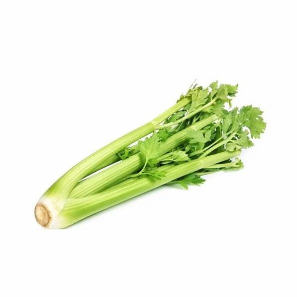 Fresh Hydroponic Celery