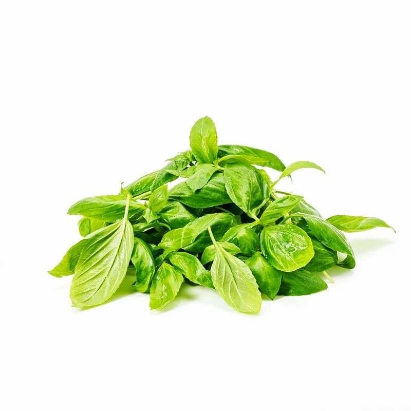 Hydroponic Italian Basil
