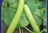 Rasili F-1 Hybrid Bottle Gourd Seed