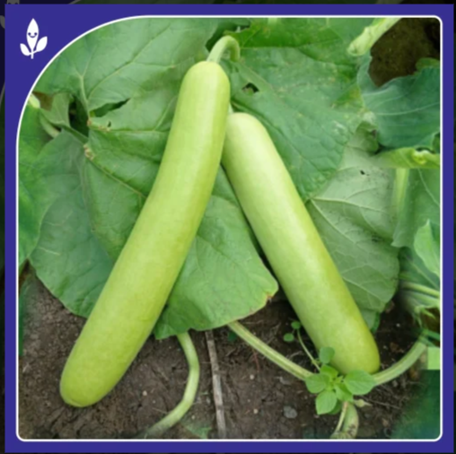 Rasili F-1 Hybrid Bottle Gourd Seed