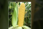 Sweety F-1 Hybrid Sweet Corn Seeds