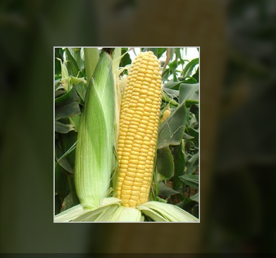 Sweety F-1 Hybrid Sweet Corn Seeds