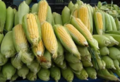 Sweety F-1 Hybrid Sweet Corn Seeds