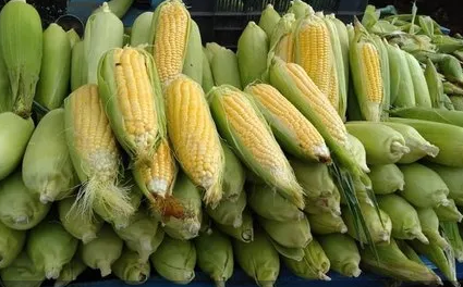 Sweety F-1 Hybrid Sweet Corn Seeds
