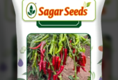 Chilli – CH1 Seeds