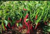 Chilli – CH1 Seeds