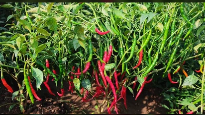 Chilli – CH1 Seeds