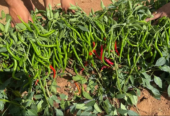 Chilli – CH1 Seeds