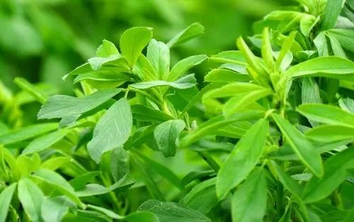 Alfalfa Leaves powder