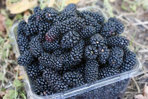 Frozen Mulberry Fruit