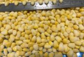 Frozen Sweet Corn Kernel