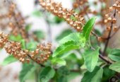 Organic Tulsi Leaves