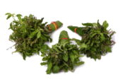 Organic Tulsi Leaves