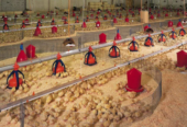 Turkey Poultry Feed
