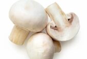 Fresh Button Mushroom
