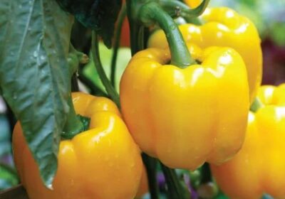 Fresh-Yellow-Capsicum-1