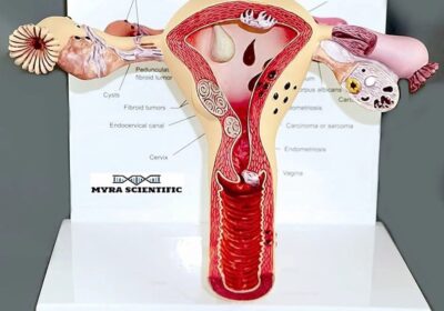 Human-Reproductive-Female-Model-System