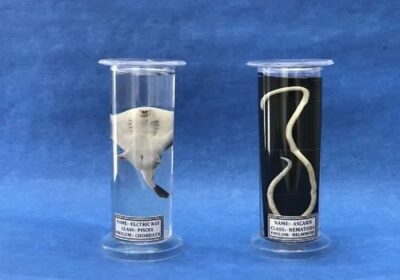 Life-History-Specimen-Plastic-Jar