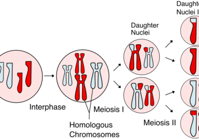 Meiosis-Biological-Model