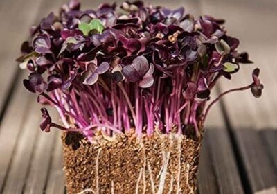 Purple-Radish-Sango-Microgreens