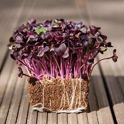 Purple Radish Sango Microgreens