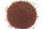 Shivon Black Mustard Seeds