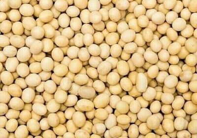 Soyabean-1
