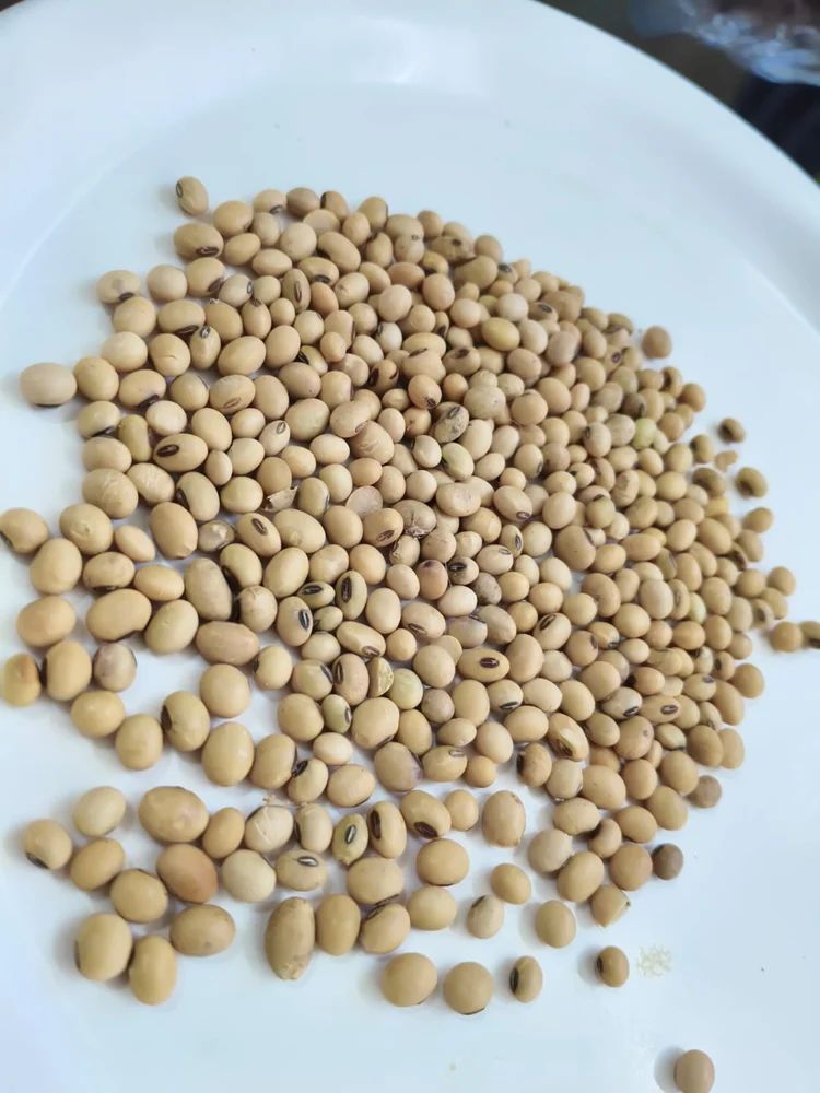 Soyabean